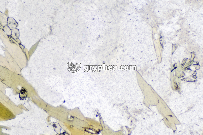 Plagioclase (feldspath) LPNA x20 - gryphea.org